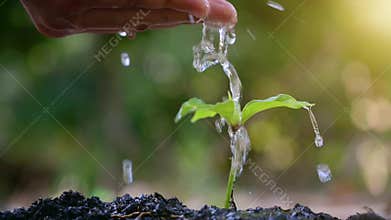 People are planting and watering plants in their hands. There are trees, ideas for preserving nature and the environment