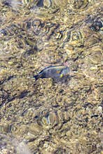 Coral under clear water. Tropical fish. Abstract marine background. vertical photo. Blurry