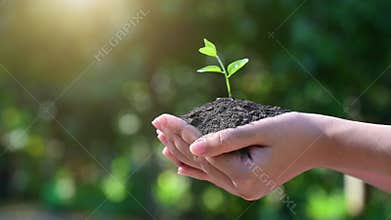 People are planting trees in their hands. There are trees, ideas for nature and environment conservation