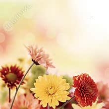 Colorful mums flowers on warm bokeh background