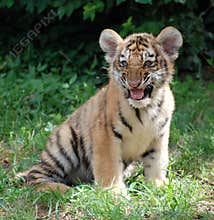 Tiger smile