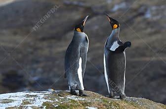 Wildlife and landscapes of South Georgia