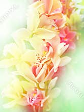Tropical floral background with orchids