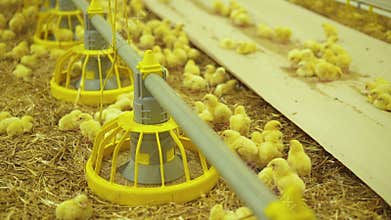 Chicken routine life in modern poultry farm. 4K