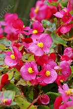 Florists flowering begonia flower
