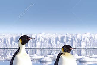 Two Penguins In Antarctica