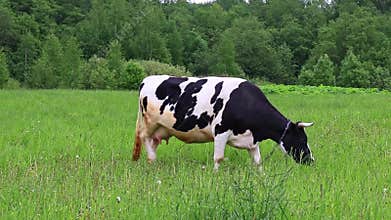 Holstein dairy cow feeding eating grass in a field pasture on summer day, natural organic dairy production concept