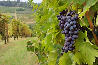 Vineyard
