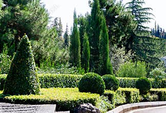 Picturesque example of topiary art with evergreens. Geometric figures from evergreens against background of cypresses, cedars