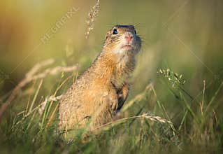 Ground squirrel Spermophilus citellus European ground squirrel, curious in the grass