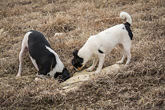 Farm dogs digging for rodents