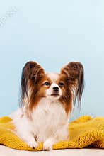 Dog breed papillon