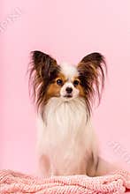 Beautiful dog sit on a pink
