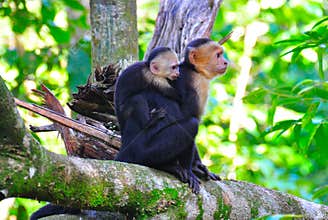Mother and Baby Spider Monkeys, Costa Rica