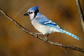 Blue Jay with Autumnal Backdrop