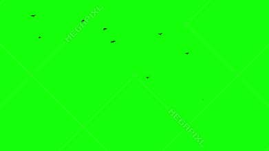 A few quick seniors take off from the right side Chromakey footge Clear in and out of Black birds appearing