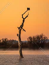 Bald Eagles
