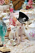 Alice in Wonderland Teaparty Chihuahua