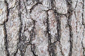 Wood skin pattern from a real tree