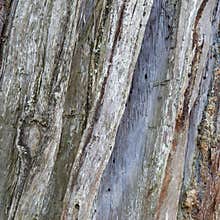 Wood skin pattern from a real tree