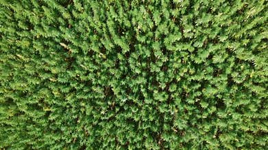 Aerial top view zoom out capture of a hemp field