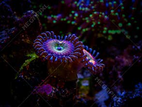 Zoanthus Raimbow in a reef aquarium close up soft coral