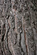 Pine bark