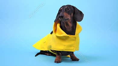 Funny black and tan dachshund dog in yellow raincoat sitting isolated on blue background, studio shooting.