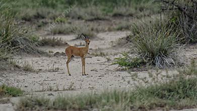 Small steenbok antelope