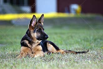 German shepard dog