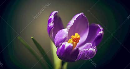 Crocus blossom, blue purple flower blooming, opening, spring time lapse, isolated on black background