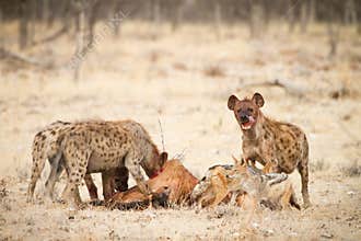 Hyaenas