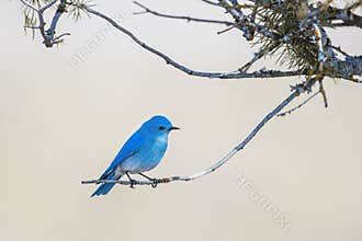 Mountain bluebird perched on twig
