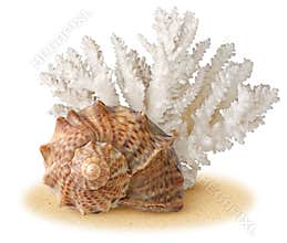 Sea shell