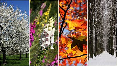 Four seasons