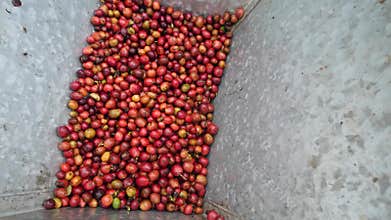 Red coffee berries being hulled in a coffee bean peeler machine.