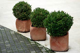 Potted plants