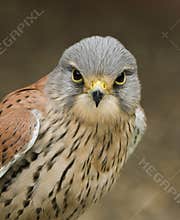 Kestrel
