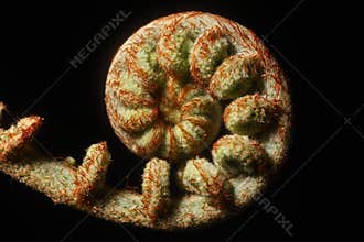 New Fern Leaf