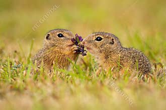 Two european ground squirrel touching flower on a meadow in summer nature