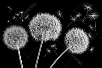 Dandelion Heads and floating seeds