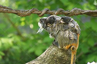  Cute emperor tamarin monkey with its baby.