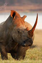 Rhino Pose