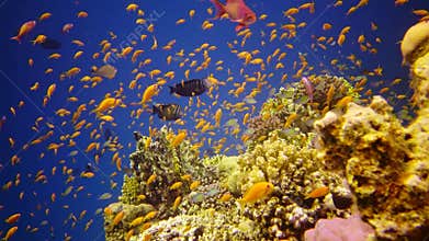 Coral reef in the Red Sea, Abu Dub. Static video, Beautiful underwater landscape with tropical fish and corals. Life coral reef.