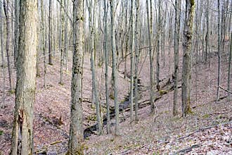 Vernal Stream in an Early Spring Woodland