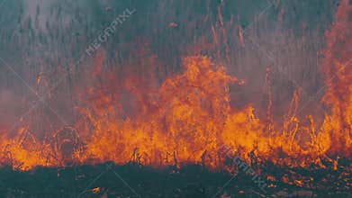 Fire in the Forest. Flame from Burning Dry Grass, Trees and Reeds. Slow Motion