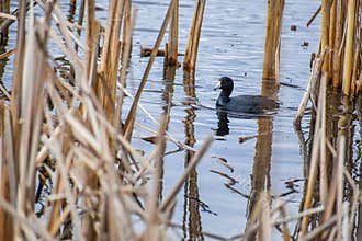 American Coot Swimming in Cattails