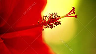 Stamen Macro Vibrant Red Hibiscus Flower