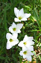 Rain Lilies