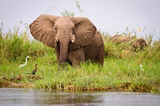 Elephant